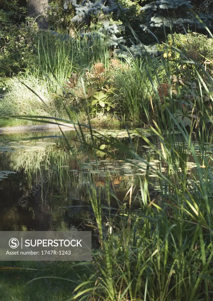 Pond and vegetation