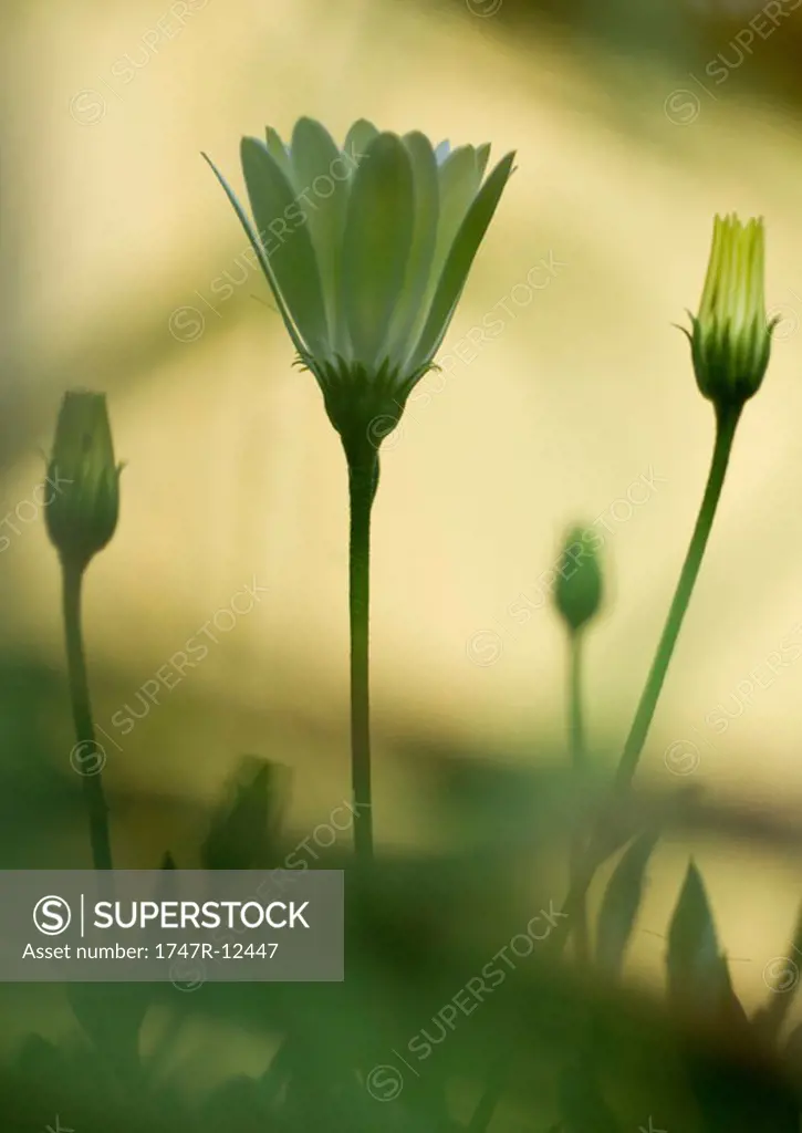 Osteospermum