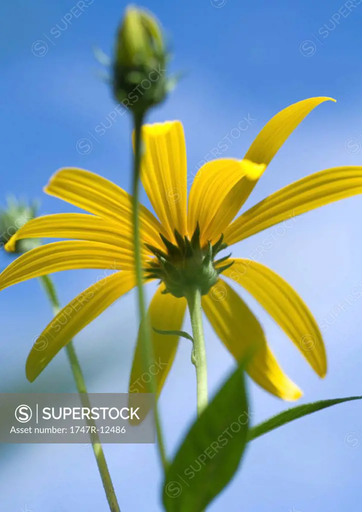 Black-eyed susan, low angle view
