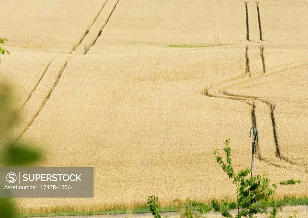 Tiretracks in wheatfield