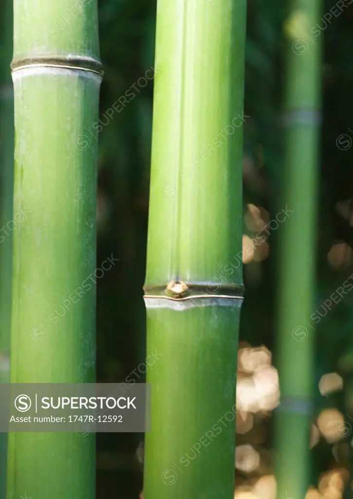 Bamboo stems, close-up