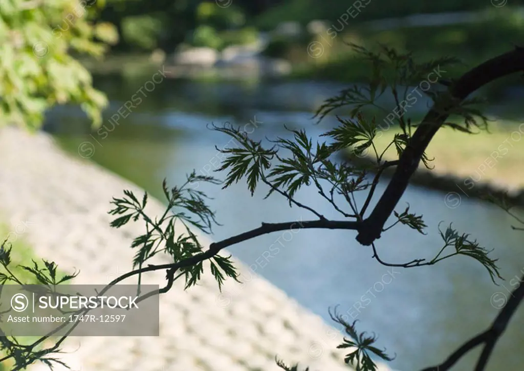 Japanese maple branch, low angle view