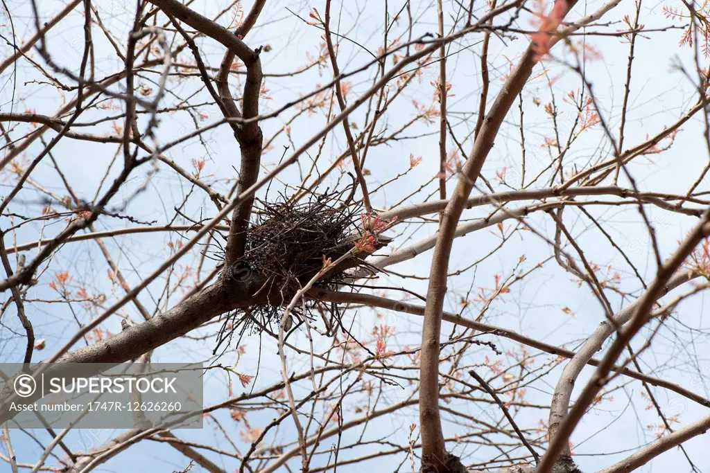 Bird nest in tree