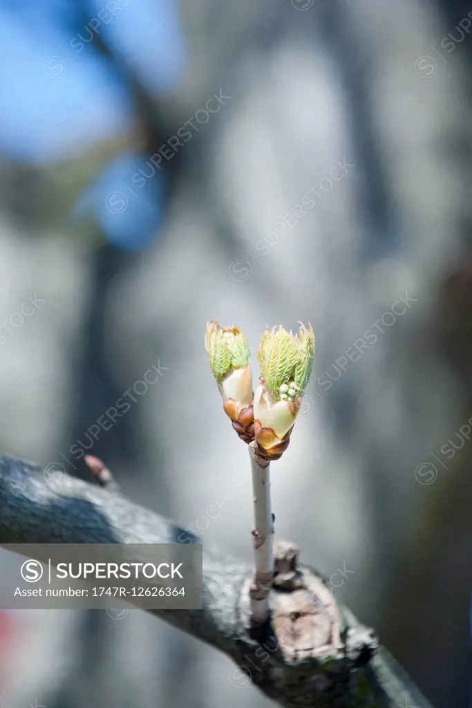 Leaves budding on branch