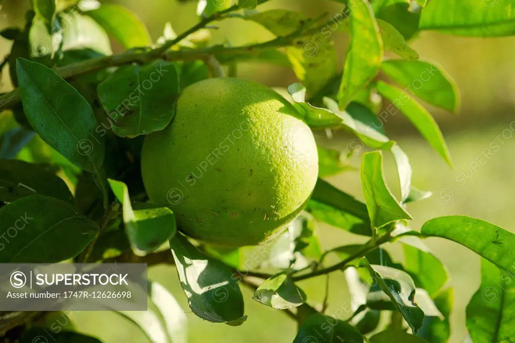 Lime growing on tree, close-up