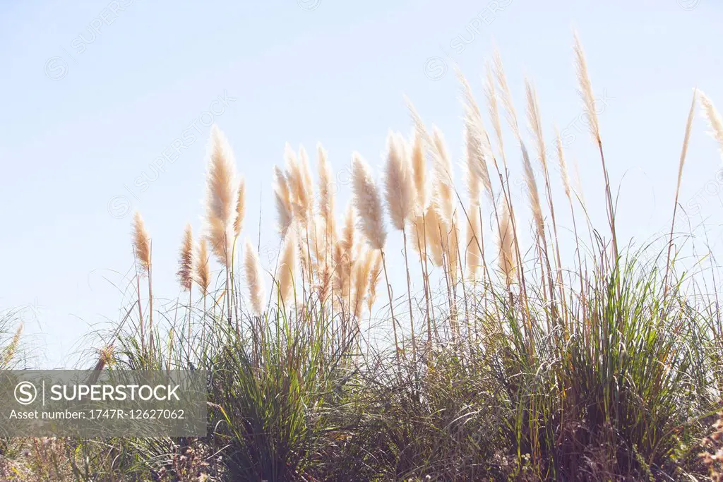 Pampas grass swaying in wind against blue sky