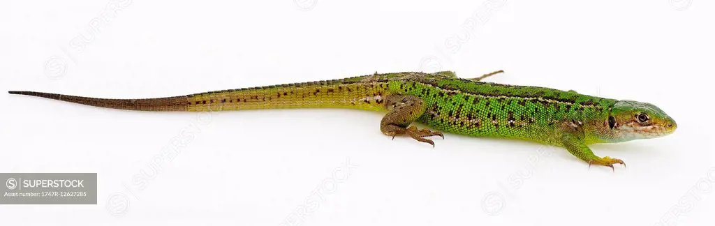 Western green lizard (Lacerta bilineata)