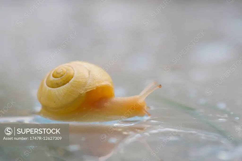 Snail, close-up