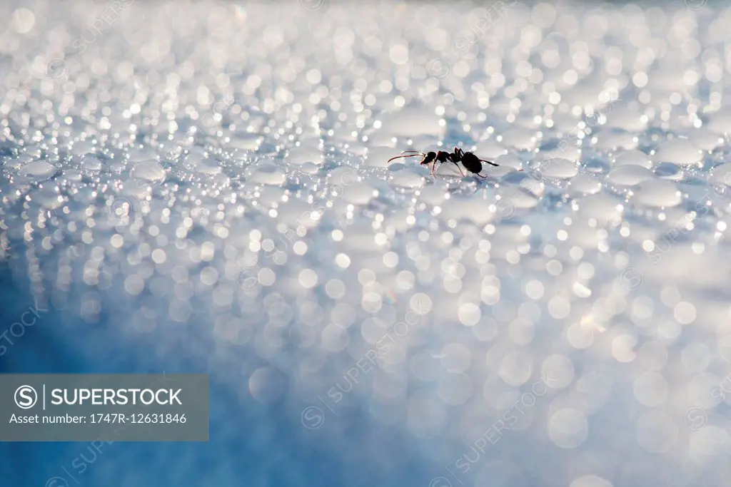 Ant drinking dew