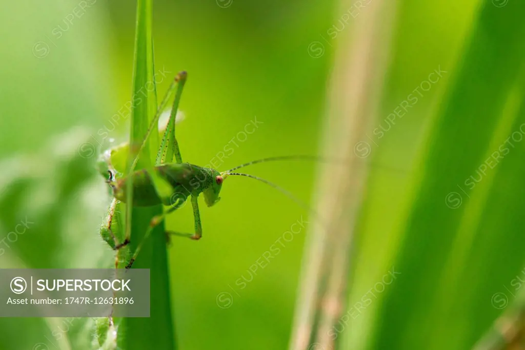 Green grasshopper on blade of grass