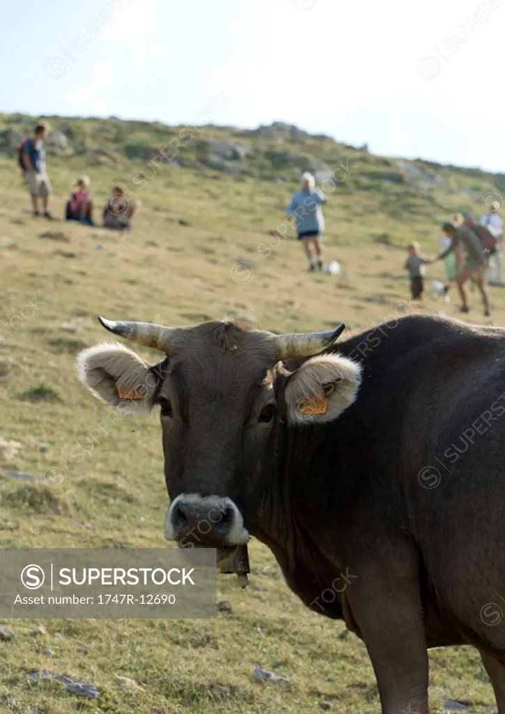 Hikers in pasture, cow in foreground