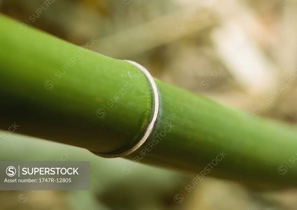 Bamboo stalk, close-up