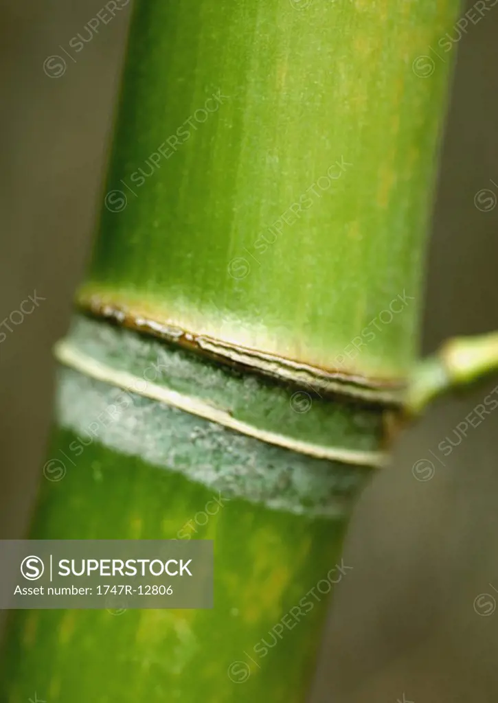Bamboo stalk, extreme close-up