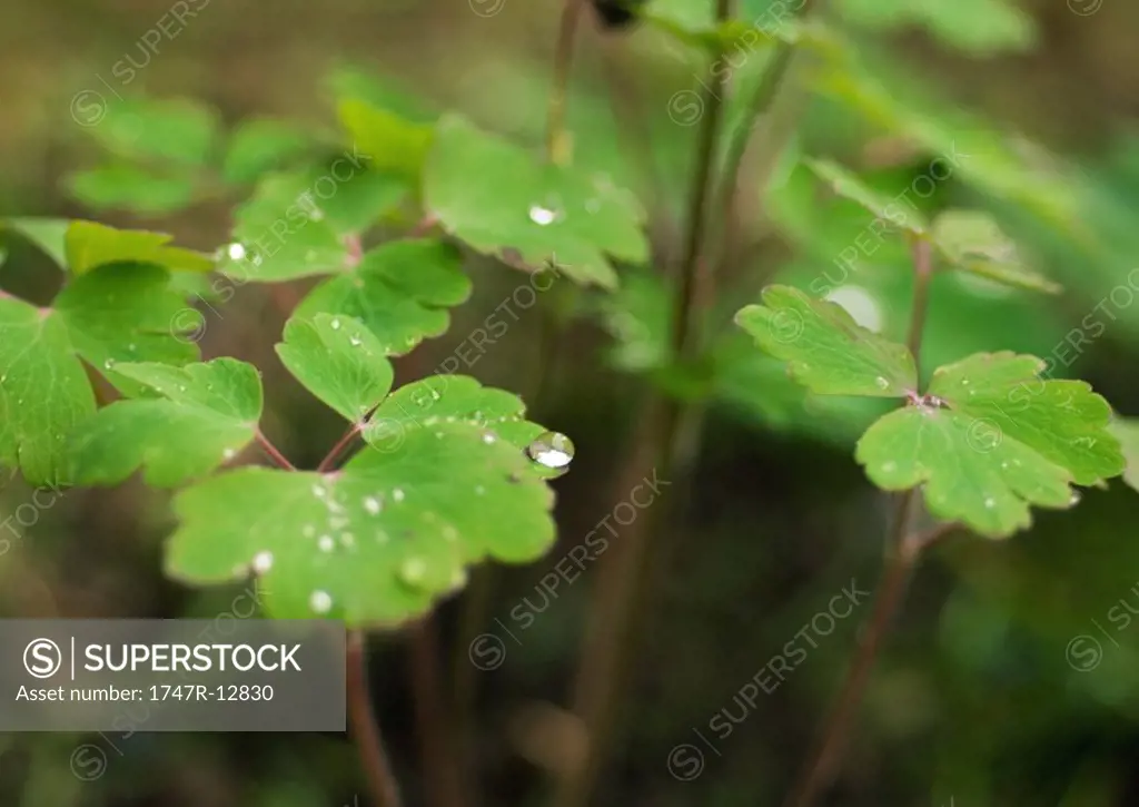 Drops of water on columbine plant, close-up