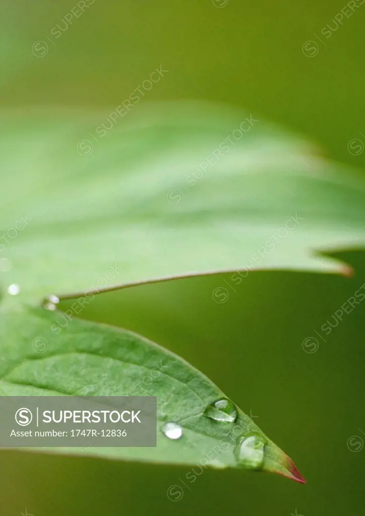 Drops of water on leaf, extreme close-up