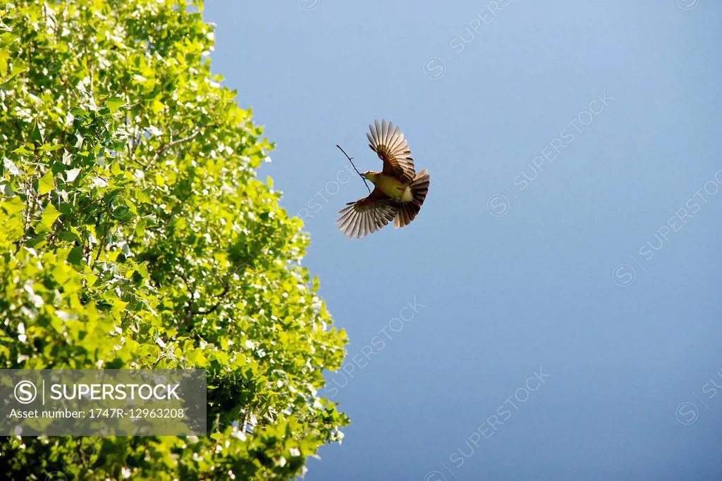 Bird flying with twig in its mouth
