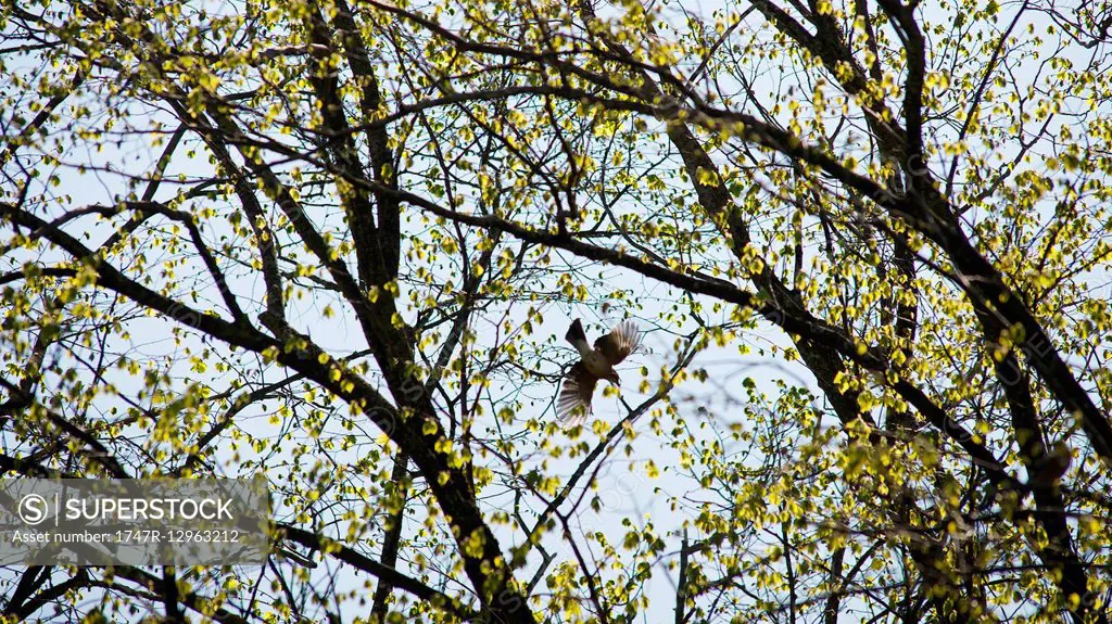 Bird flying through branches