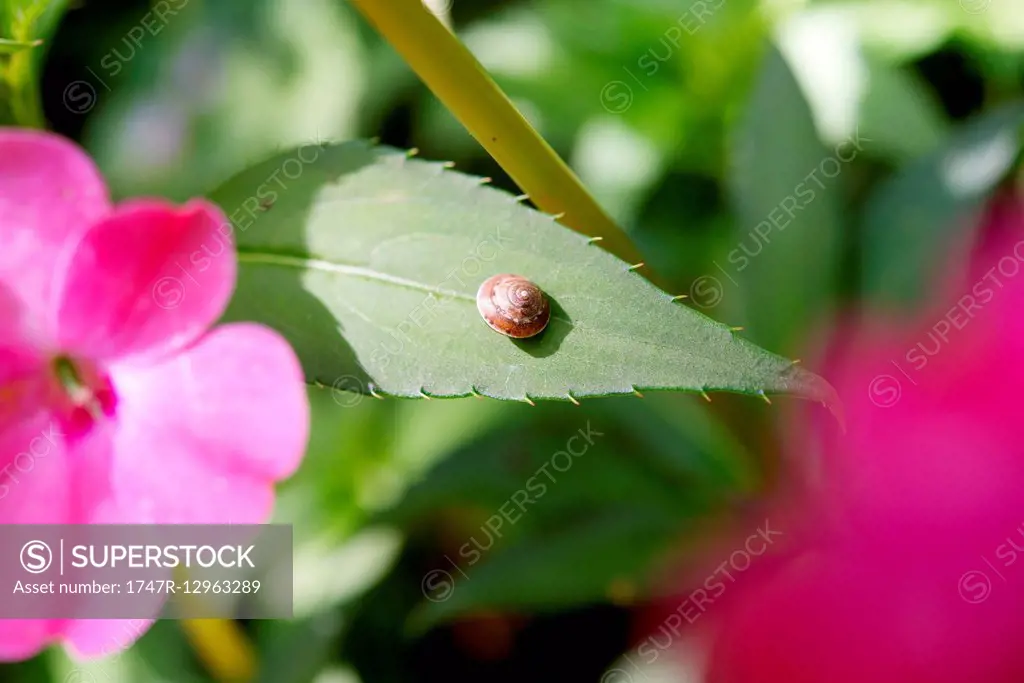 Tiny snail on leaf