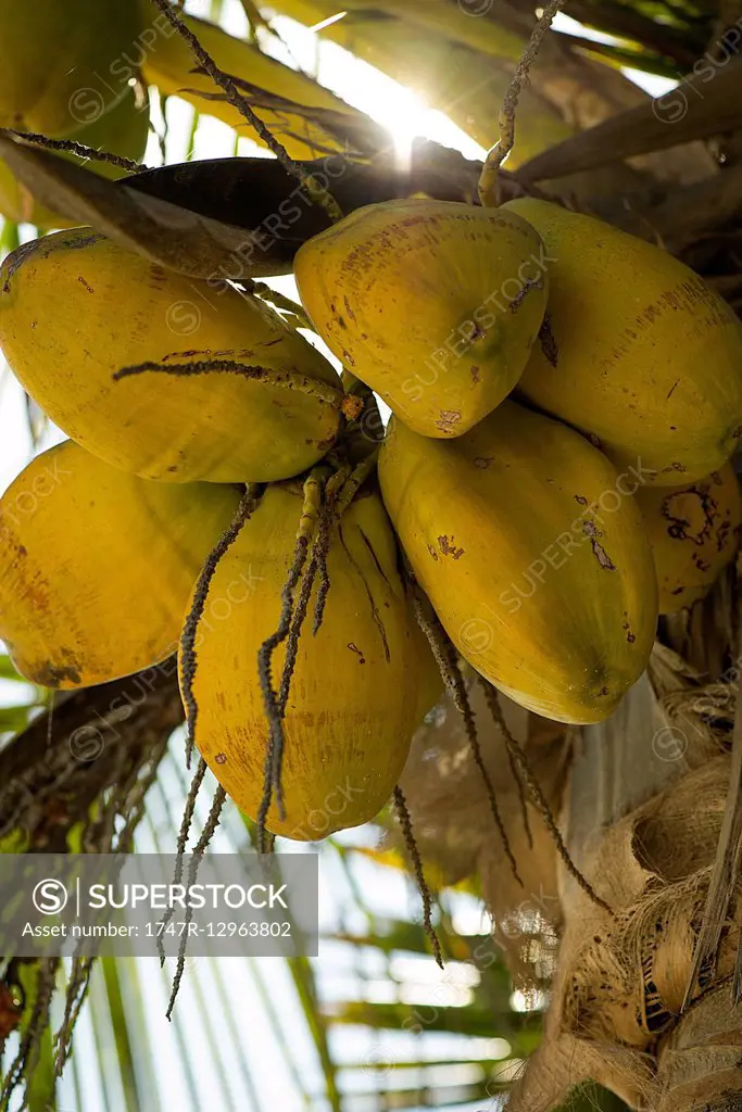 Coconuts on tree