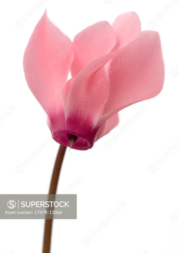 Pink cyclamen flower, close-up