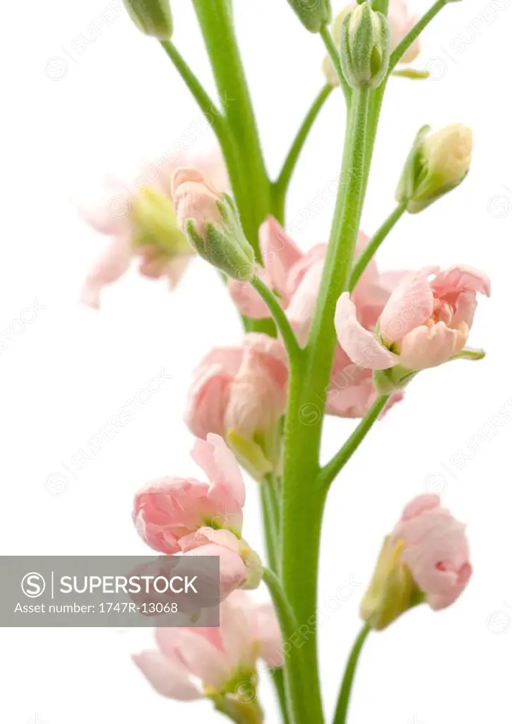 Pink wallflower, close-up