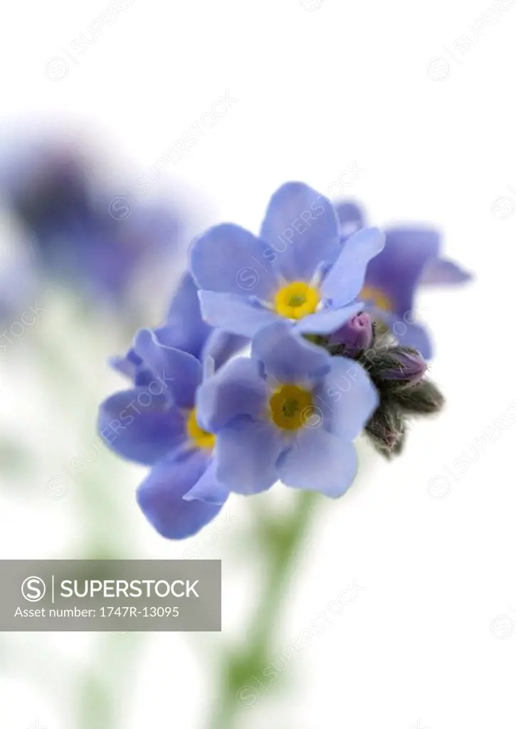 Forget-me-nots, close-up