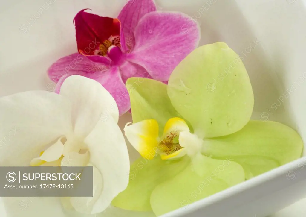 Orchid flowers in dish
