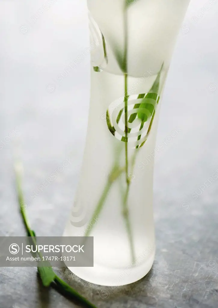 Stems of bamboo in clear vase