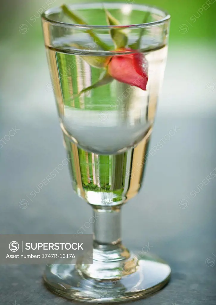 Rose bud in glass of water