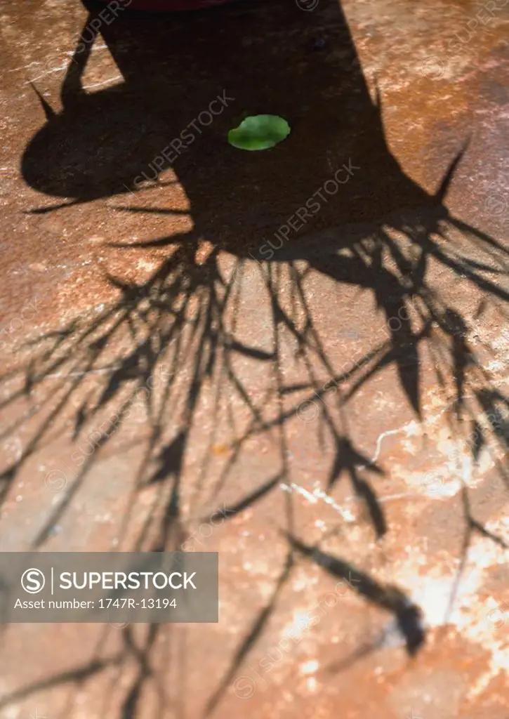 Shadow of bamboo stems in pitcher