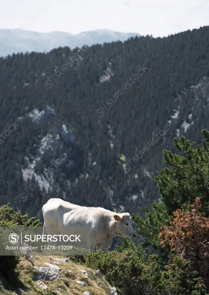 Cow on mountainside