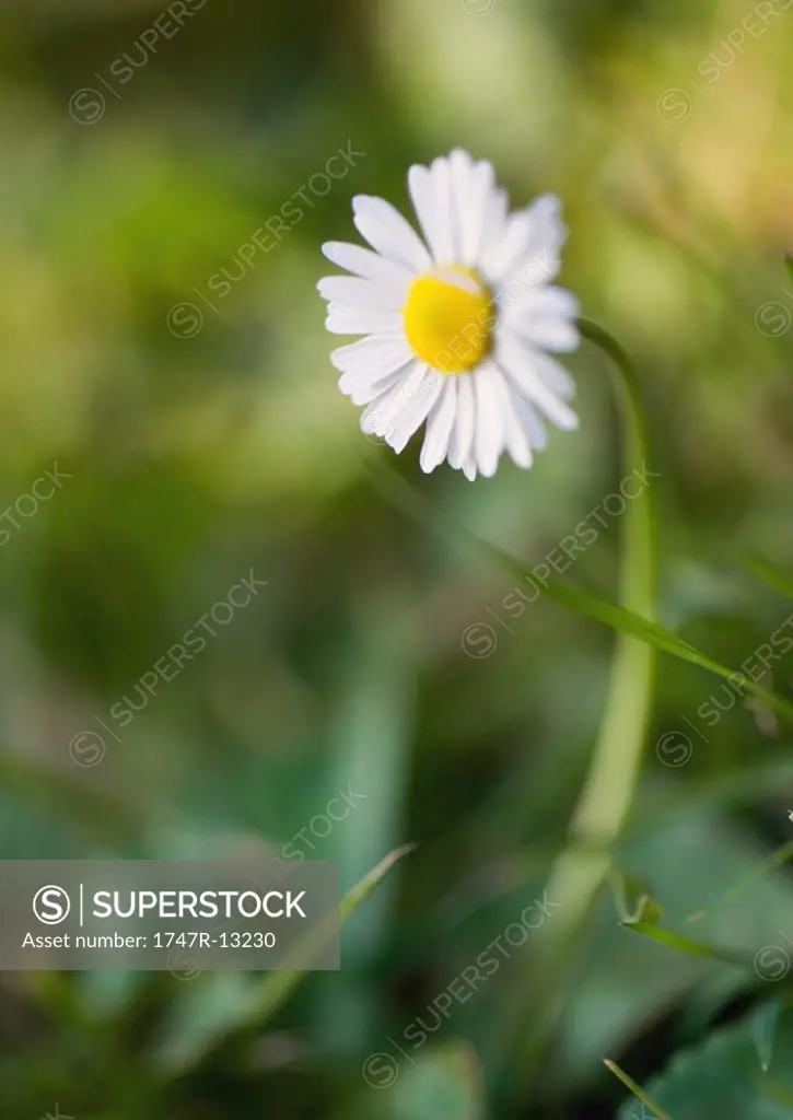 Daisy growing in grass