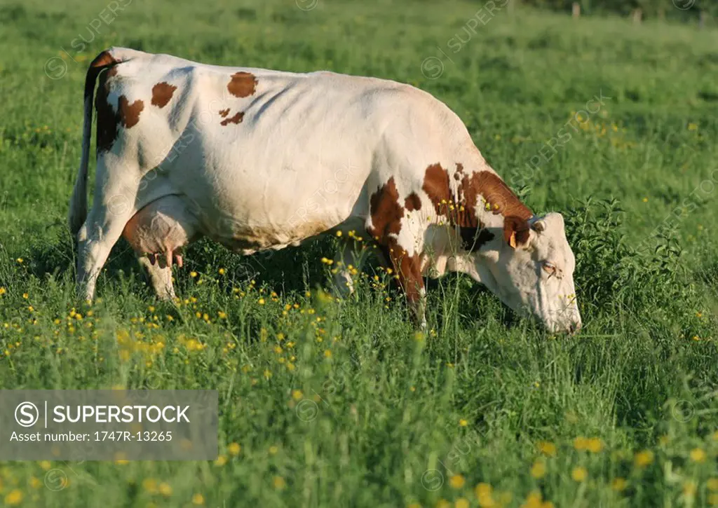 Cow grazing in pasture