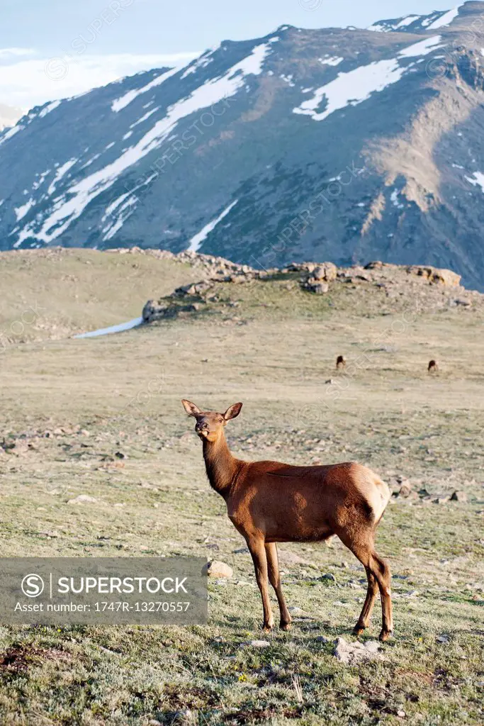 Female elk, Rocky Mountain National Park, Colorado, USA