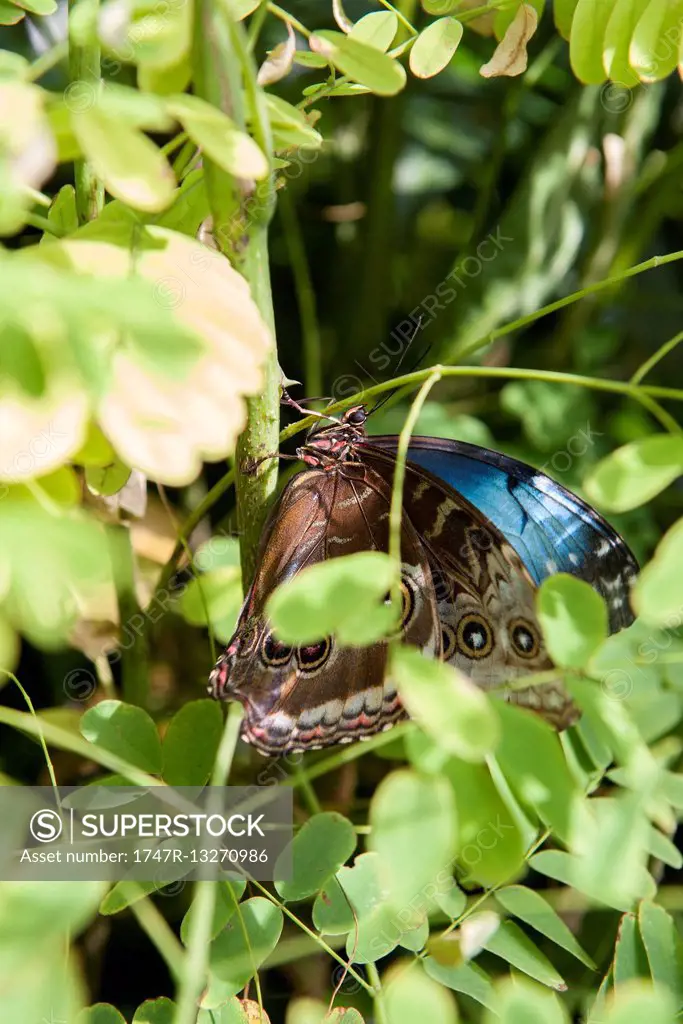 Brown butterfly on plant