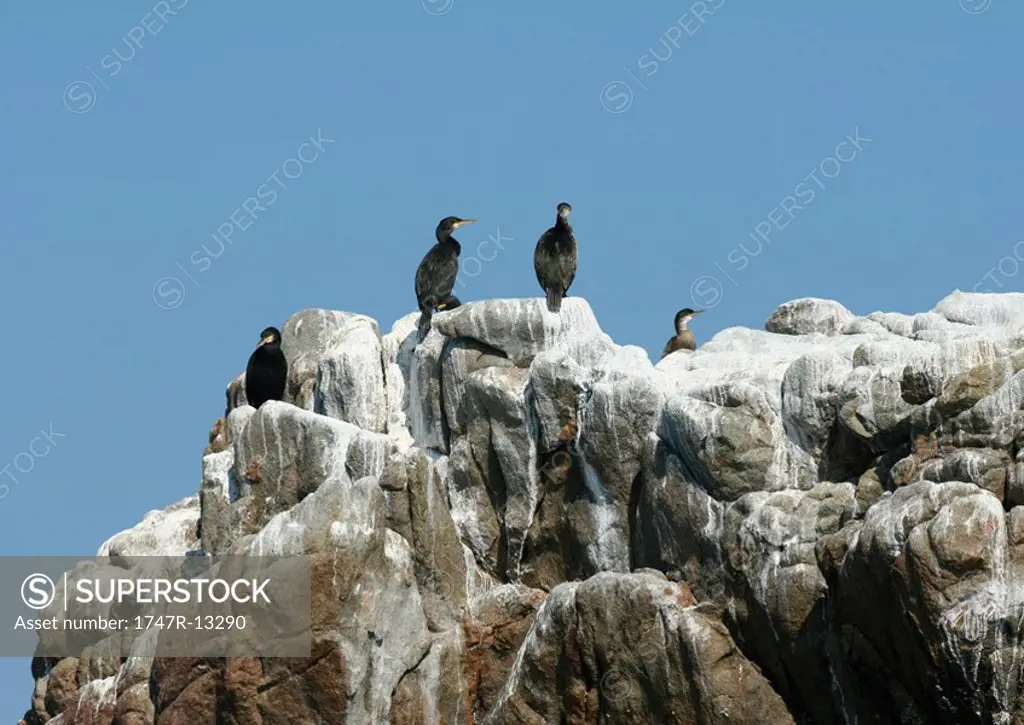 Ile de Brehat, Brittany, France, cormorants perched on rock formations