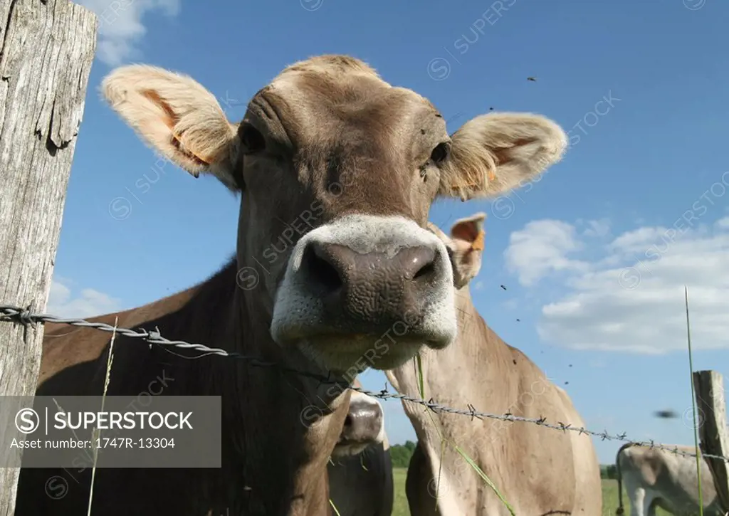 Brown swiss cow looking over barbed wire fence, close-up