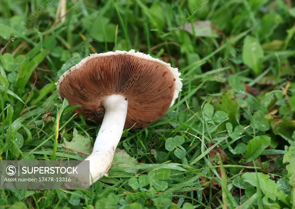 Mushroom agaricus campestris on grass
