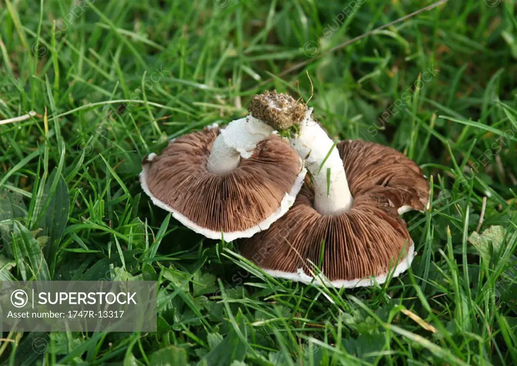 Mushrooms agaricus campestris on grass