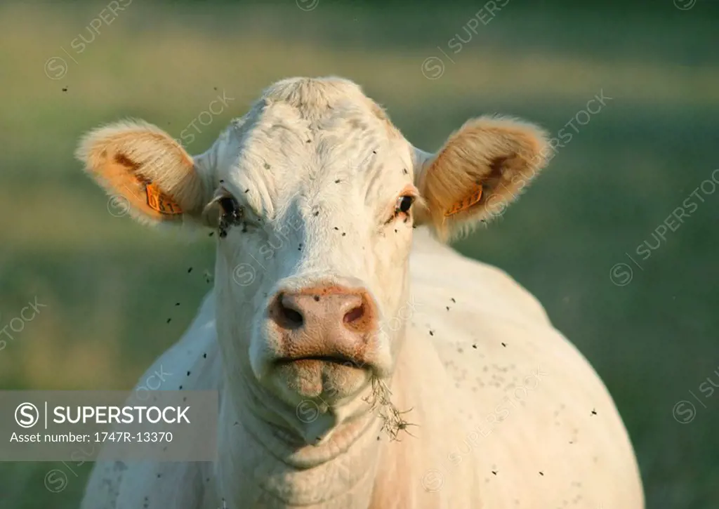 Cow covered with flies
