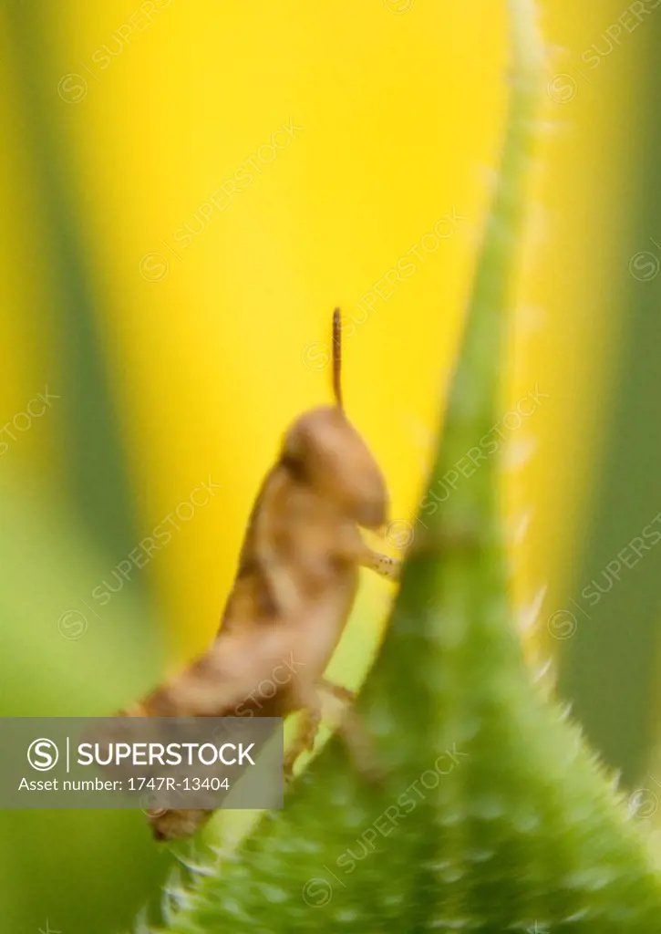 Grasshopper on leaf, close-up
