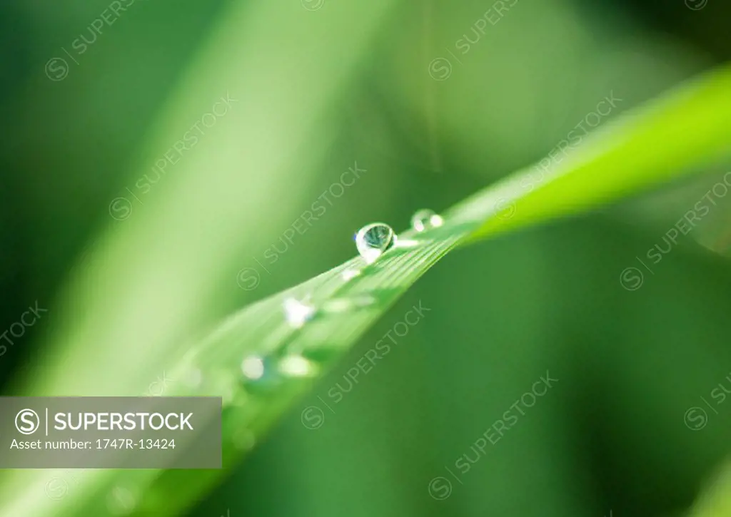 Drops of water on blades of grass