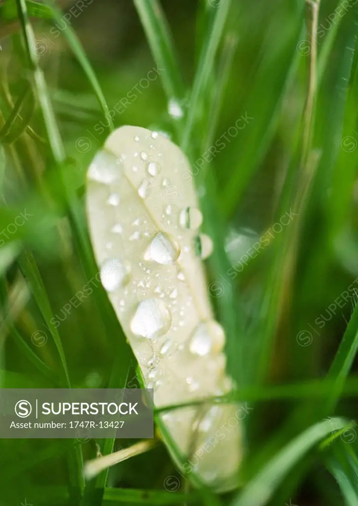 Wet leaf in grass