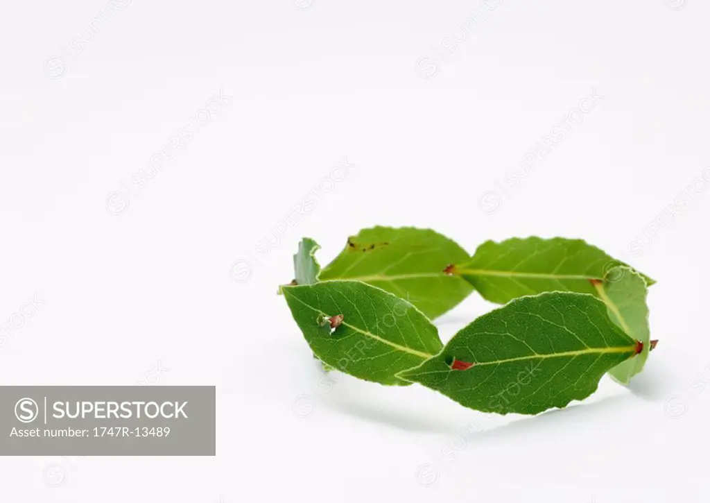 Circle of laurel leaves