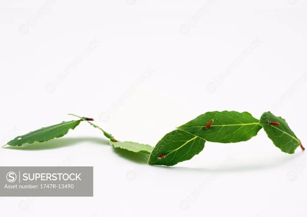 Chain of laurel leaves