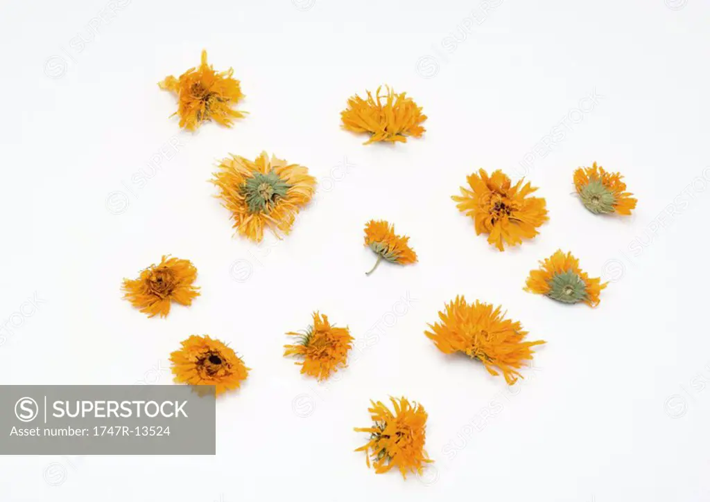 Marigold flower heads