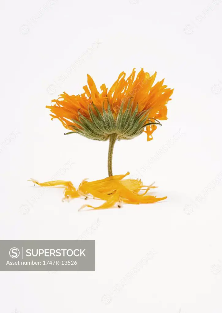 Marigold flower and petals