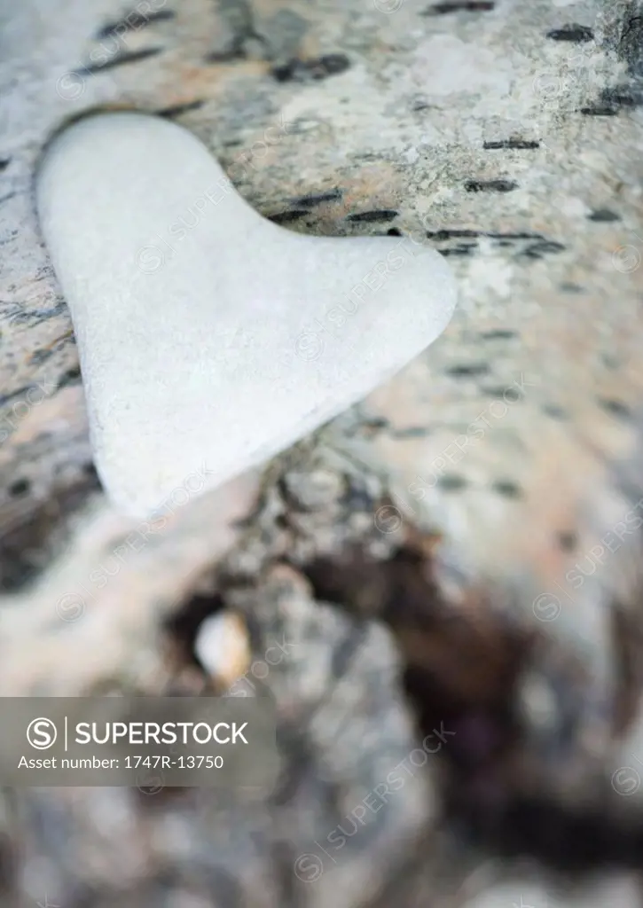 Heart-shaped stone on bark