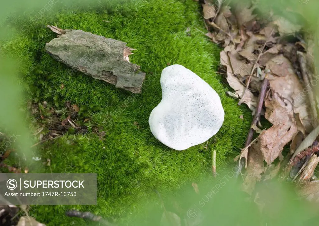 Heart-shaped stone on moss