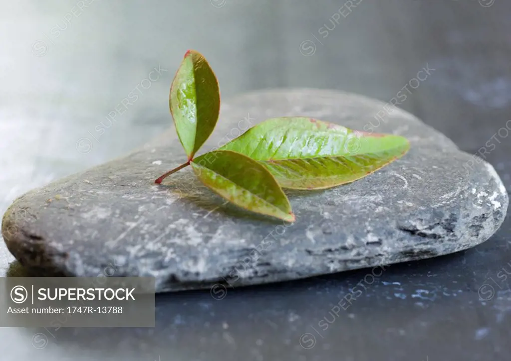 Stone and leaf
